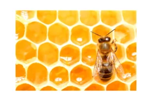 Honeybee in comb